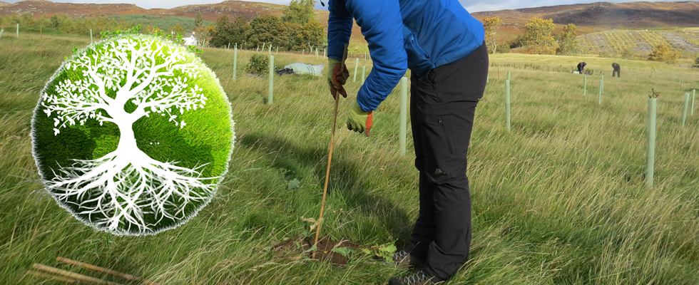 Tree Planting Monghan