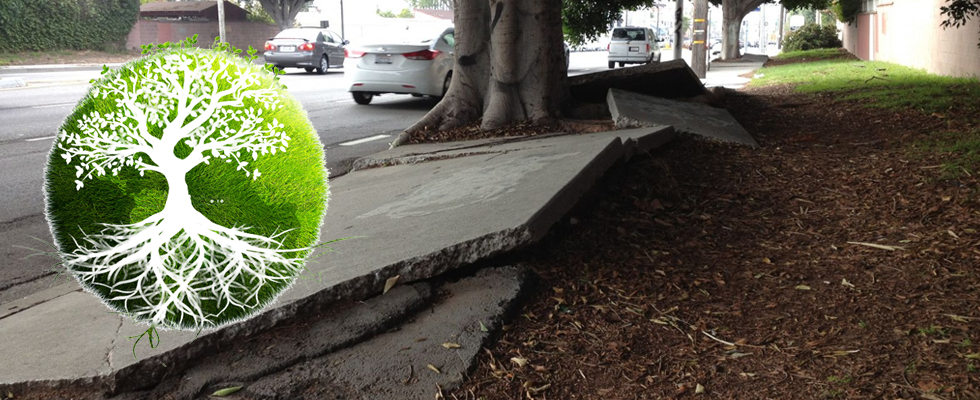 Soil and Root Management